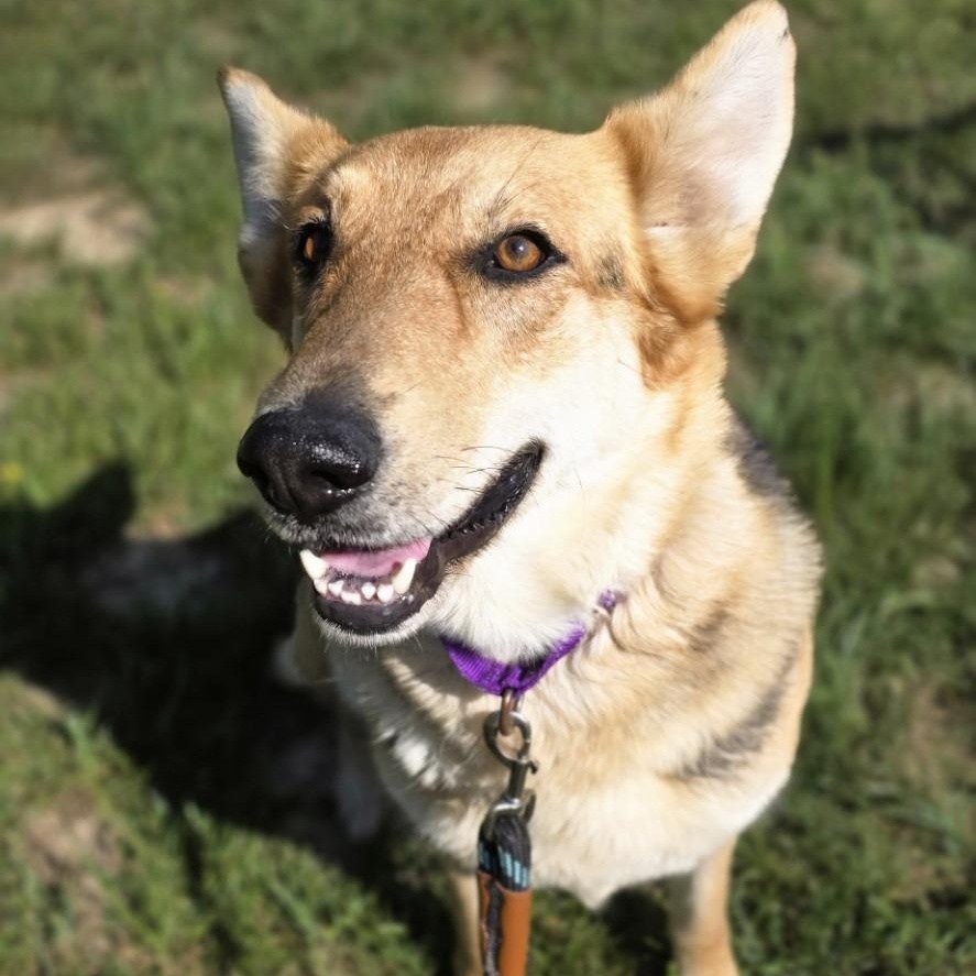 Out Of Pocket, a ADOPTABLE mixed breed in Shepherdsville, KY image 2/5
