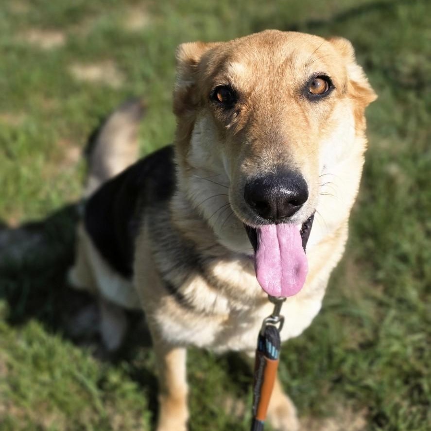 Out Of Pocket, ADOPTABLE, Adult Female German Shepherd Dog & Collie.