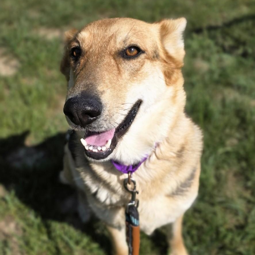 Out Of Pocket, a ADOPTABLE mixed breed in Shepherdsville, KY image 3/5