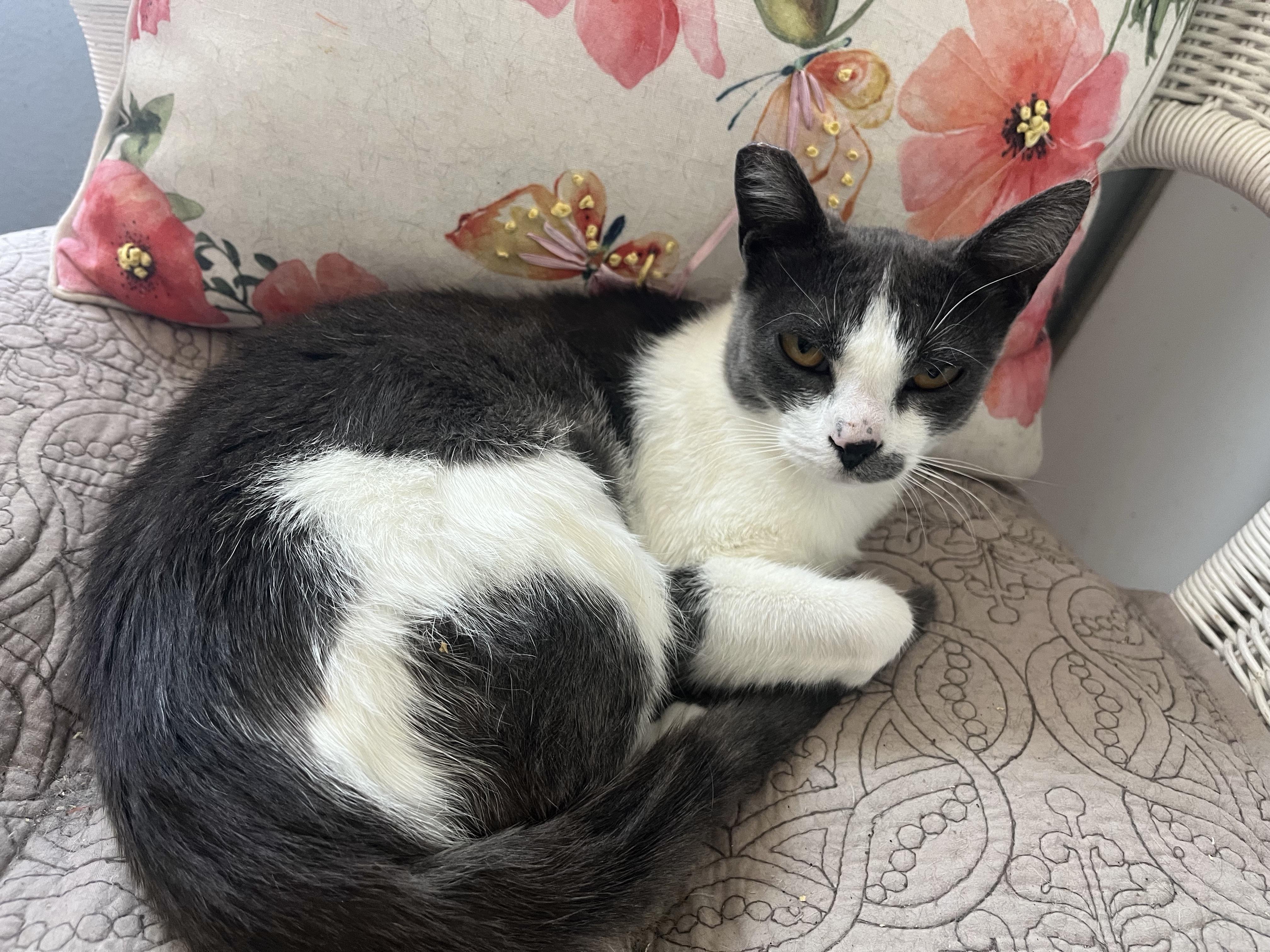 Enlarge Henna, a Adoptable Domestic Short Hair in Hayward, CA image 1/6