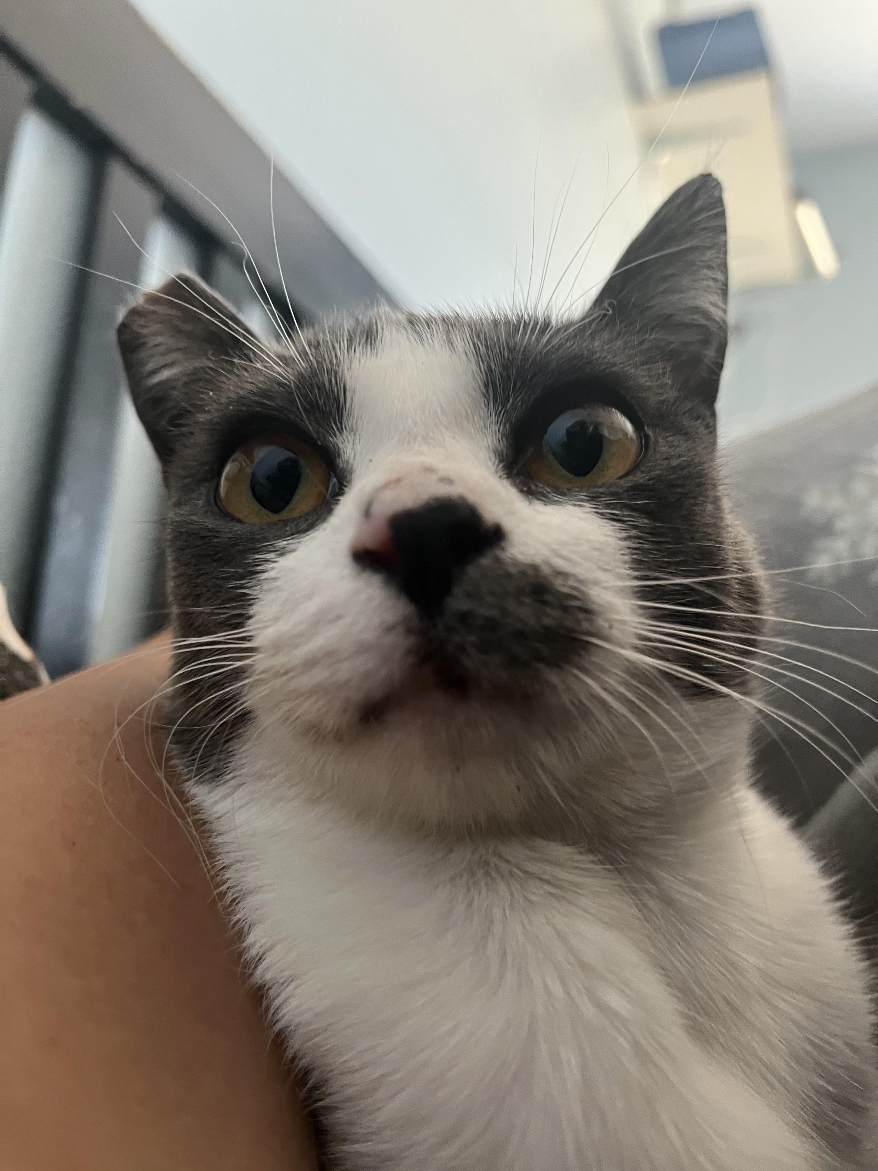 Enlarge Henna, a Adoptable Domestic Short Hair in Hayward, CA image 2/6