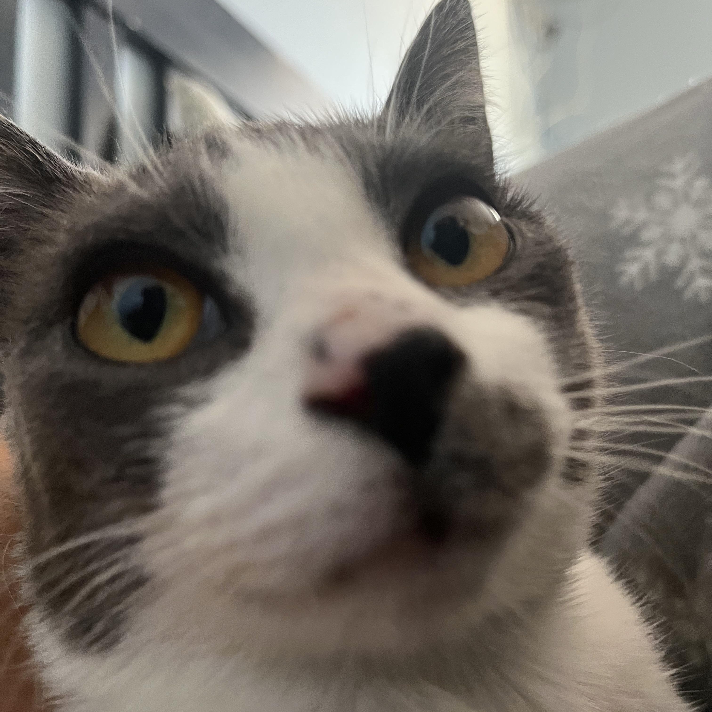 Enlarge Henna, a Adoptable Domestic Short Hair in Hayward, CA image 3/6