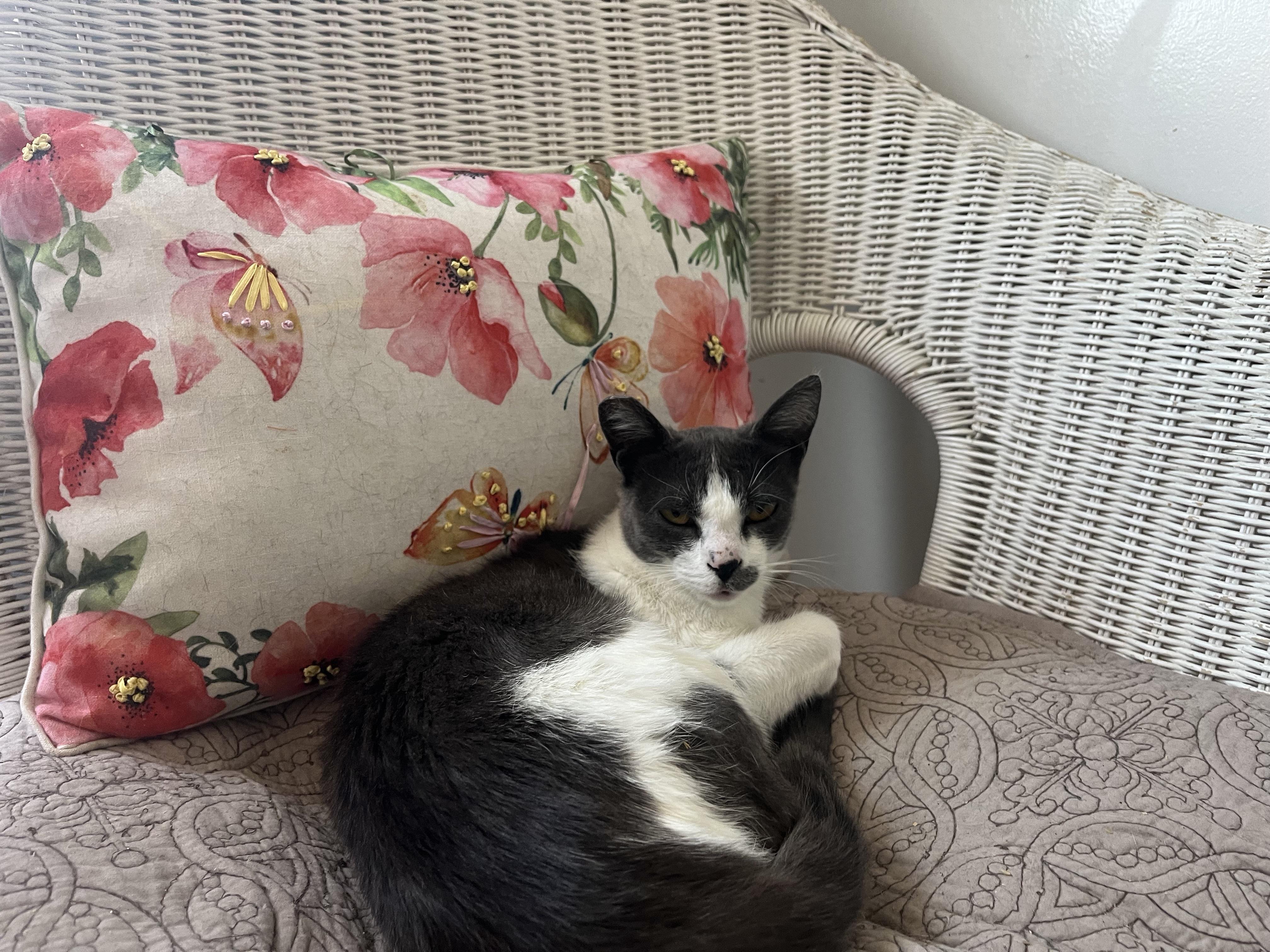 Enlarge Henna, a Adoptable Domestic Short Hair in Hayward, CA image 6/6