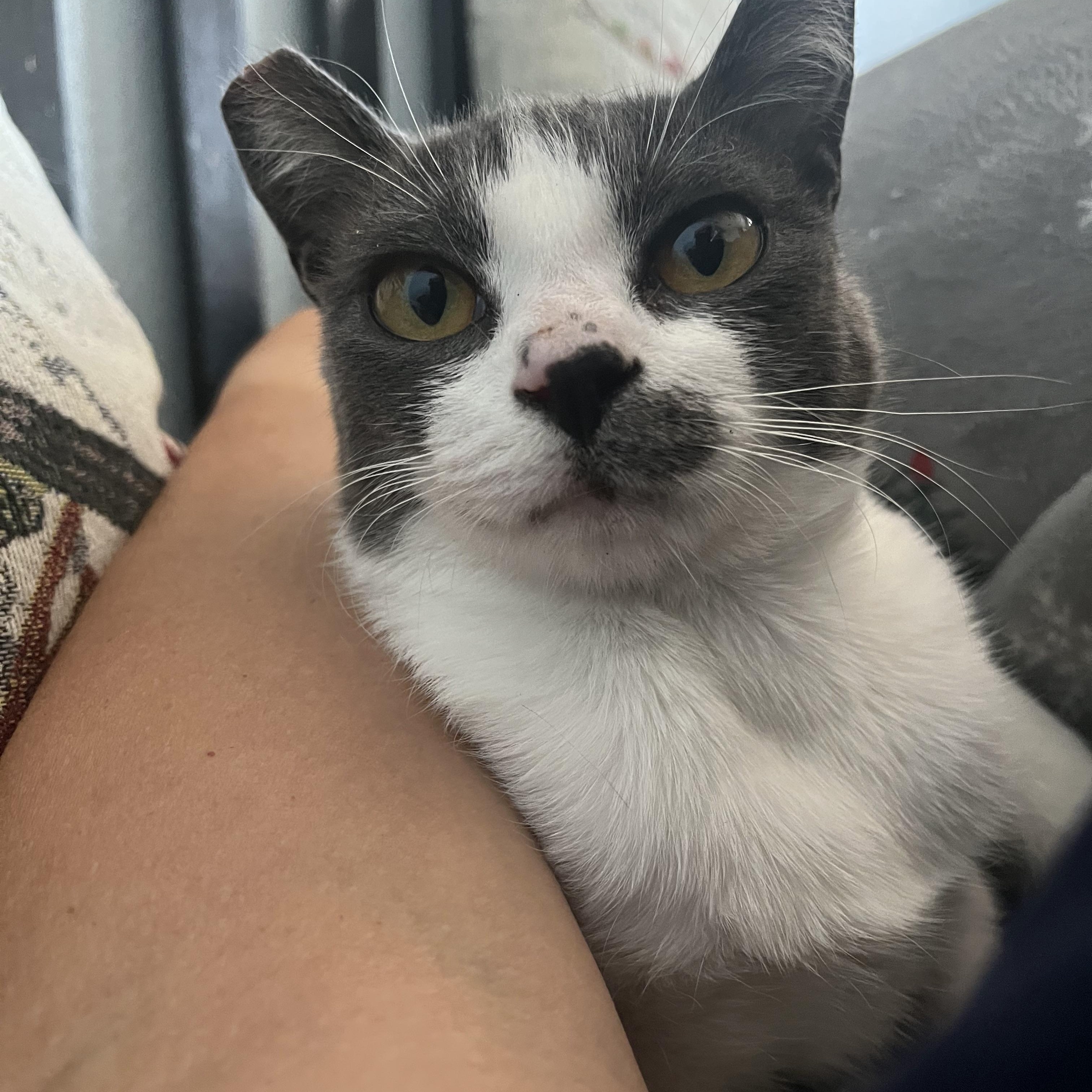 Enlarge Henna, a Adoptable Domestic Short Hair in Hayward, CA image 4/6