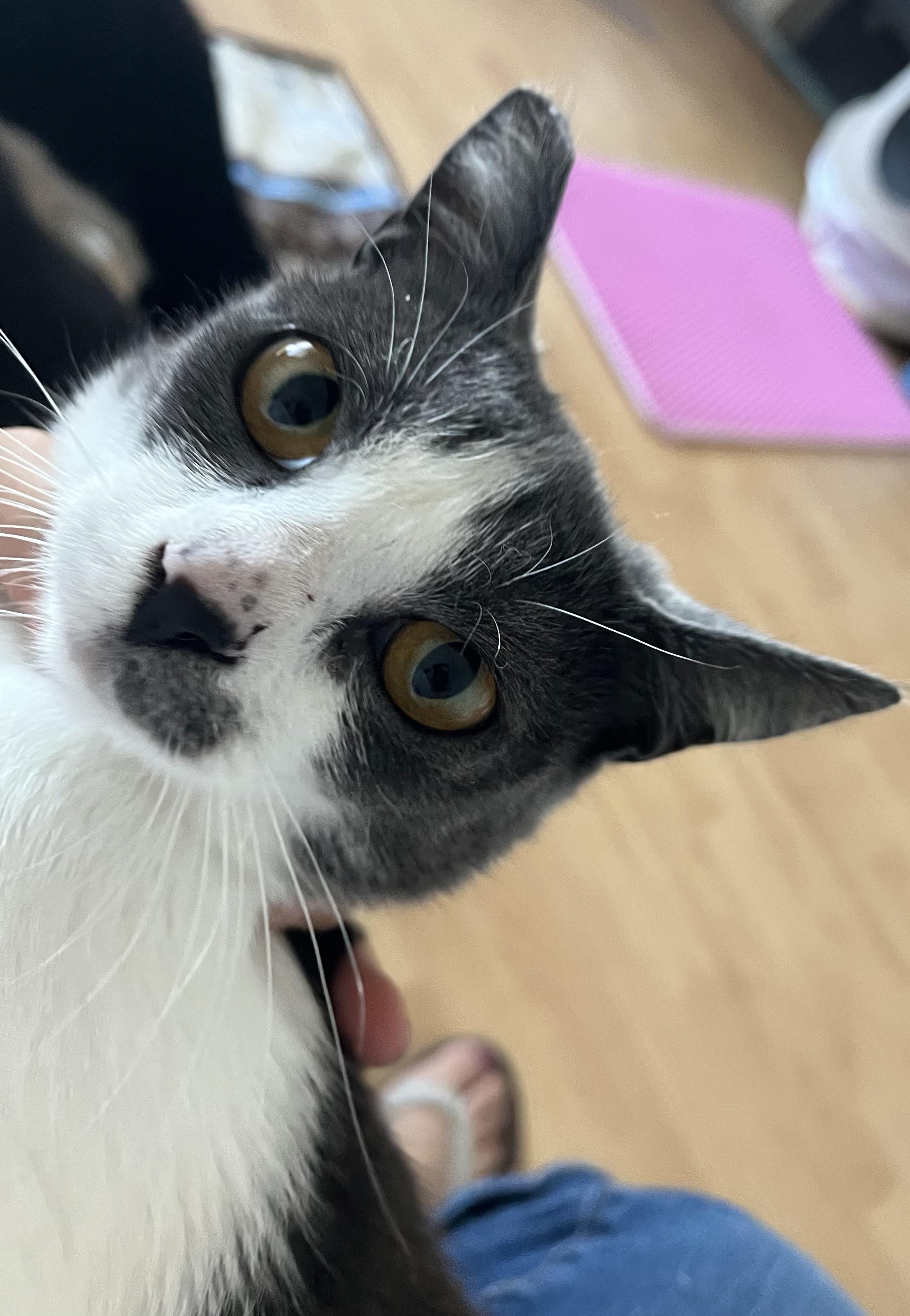 Enlarge Henna, a Adoptable Domestic Short Hair in Hayward, CA image 5/6