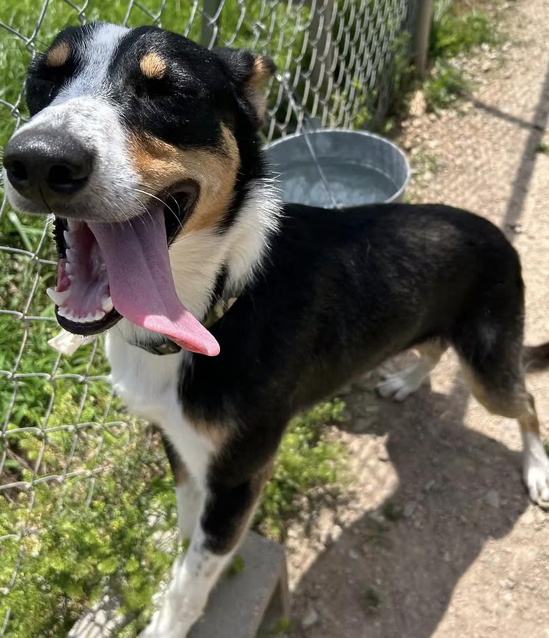 Dash, ADOPTABLE, Adult Male Australian Shepherd.