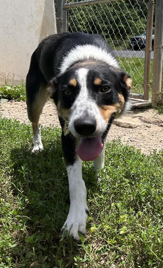 Enlarge Dash, a ADOPTABLE Australian Shepherd in Reeds Spring, MO image 2/2