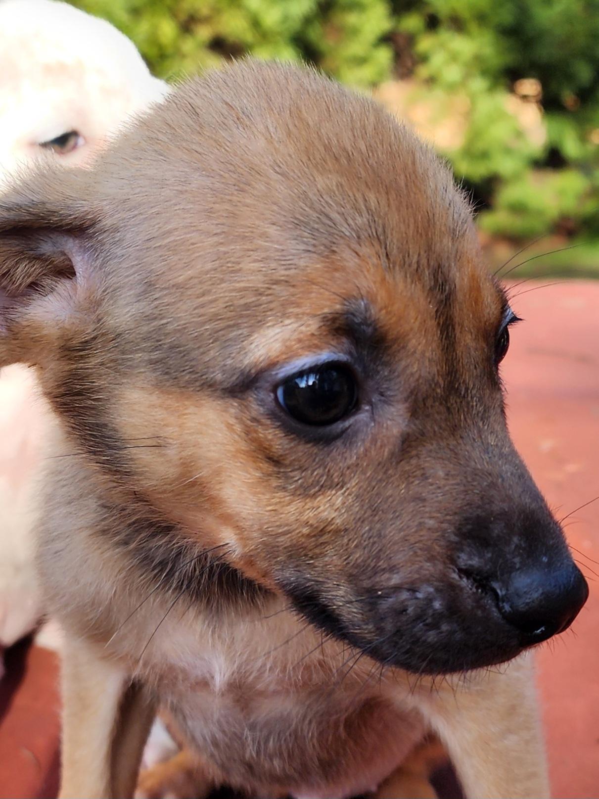 Enlarge Steven, a ADOPTABLE mixed breed in Lafayette, CA image 1/1