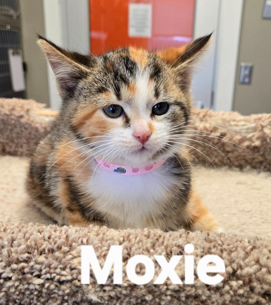 Moxie, Adopted, Kitten Female Domestic Short Hair.