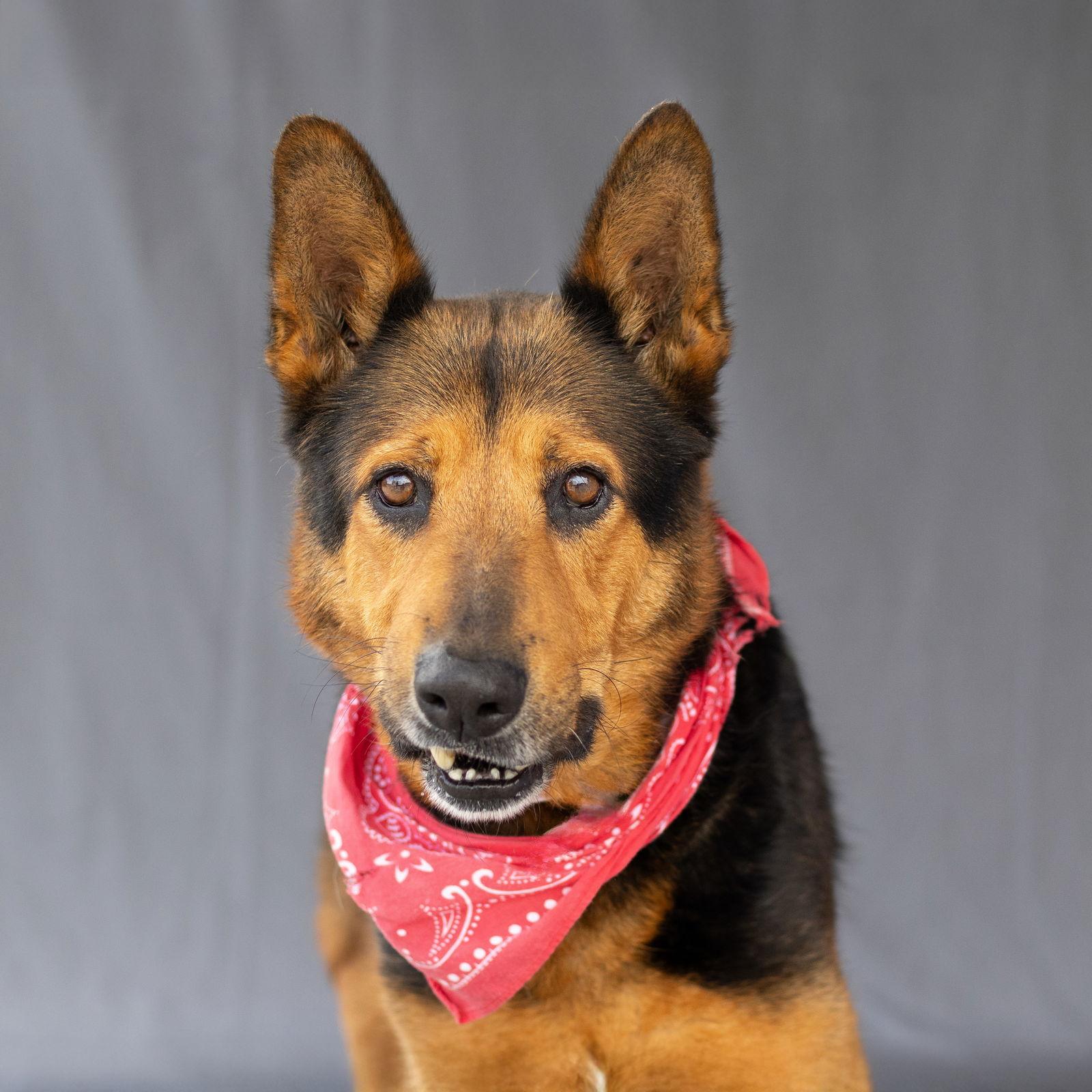 BIG BOY, Adoptable, Adult Male German Shepherd Dog.