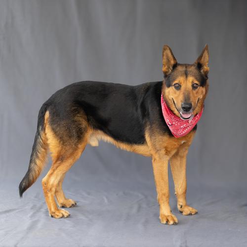 Enlarge BIG BOY, a Adoptable German Shepherd Dog in Pasadena, CA image 2/2