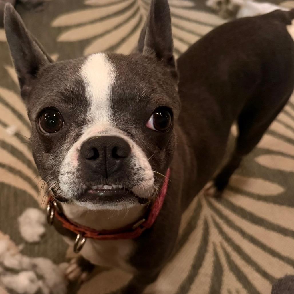 Gigi, Adoptable, Adult Female Boston Terrier.
