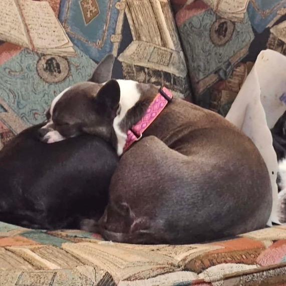 Gigi, a Adoptable Boston Terrier in Sinking Spring, PA image 2/6