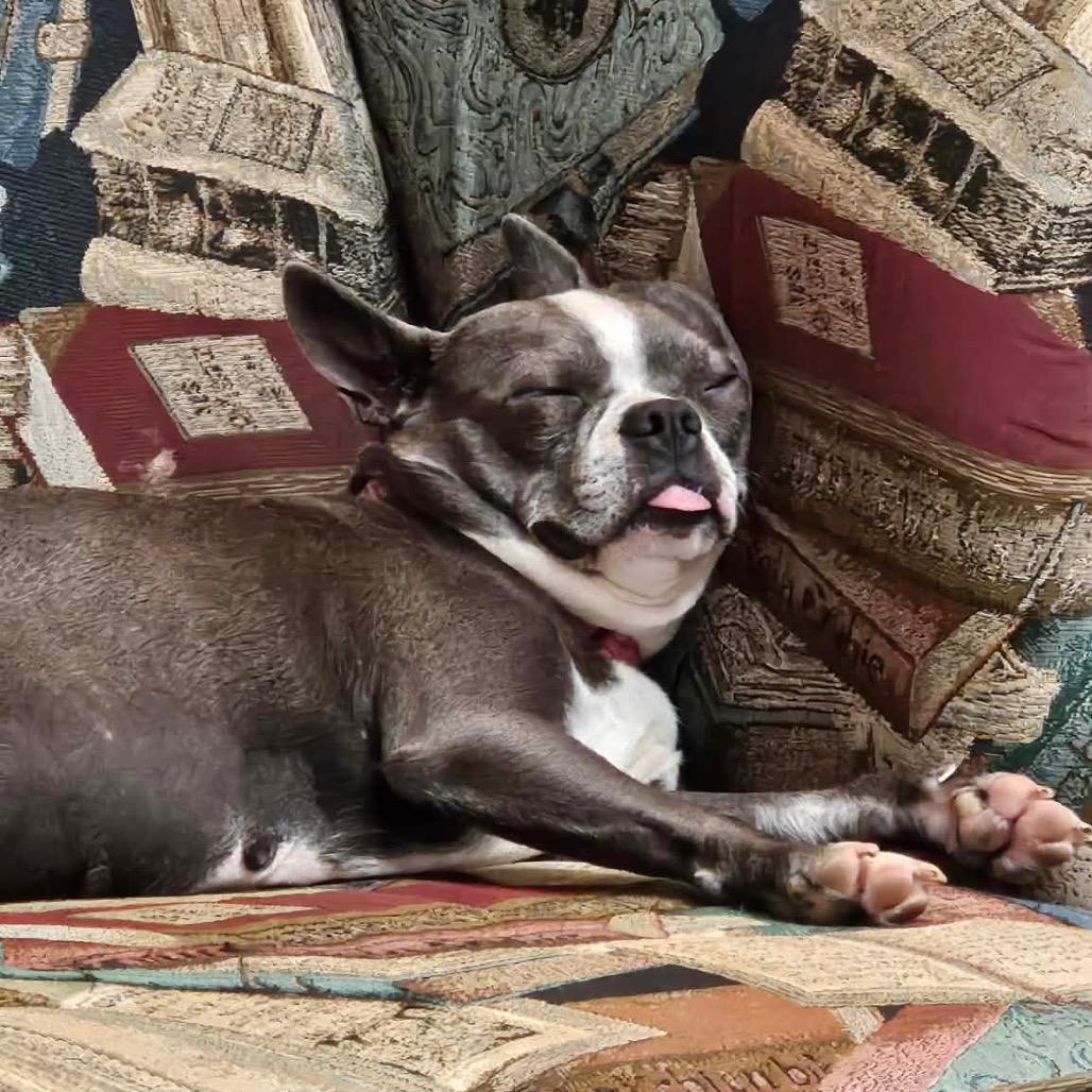 Gigi, a Adoptable Boston Terrier in Sinking Spring, PA image 3/6