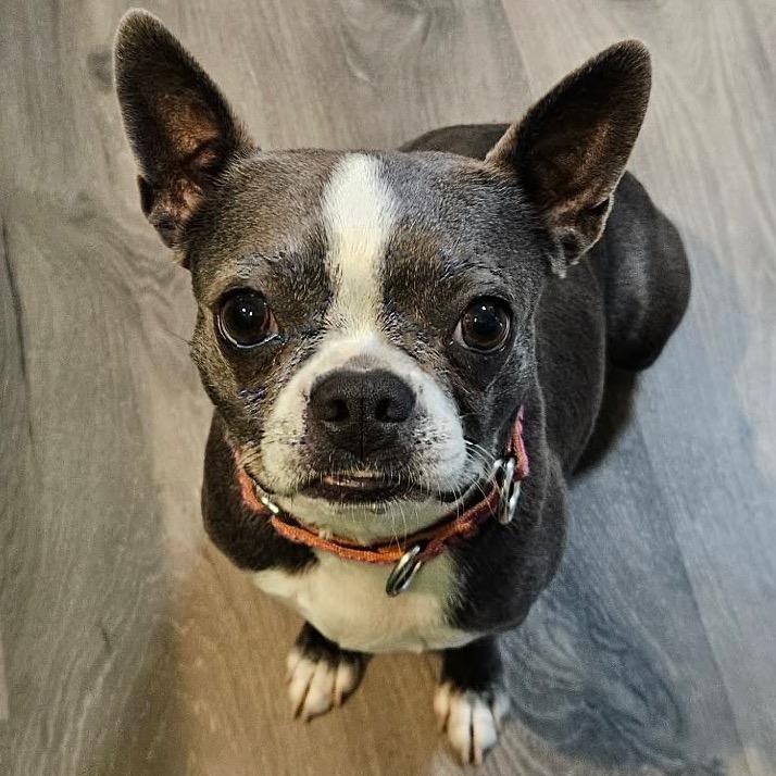 Gigi, a Adoptable Boston Terrier in Sinking Spring, PA image 4/6