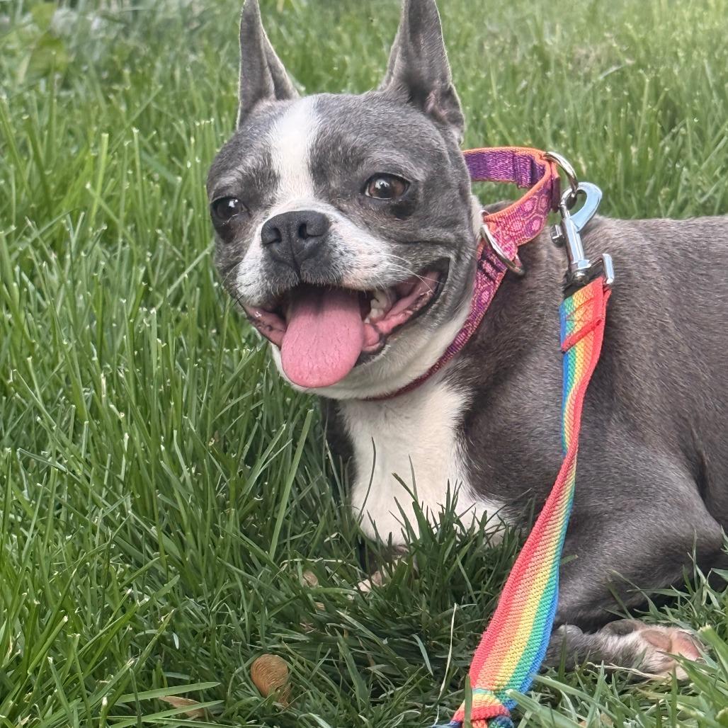 Gigi, a Adoptable Boston Terrier in Sinking Spring, PA image 5/6