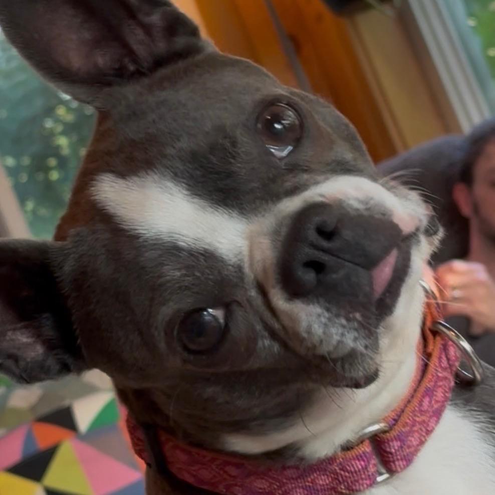 Gigi, a Adoptable Boston Terrier in Sinking Spring, PA image 6/6