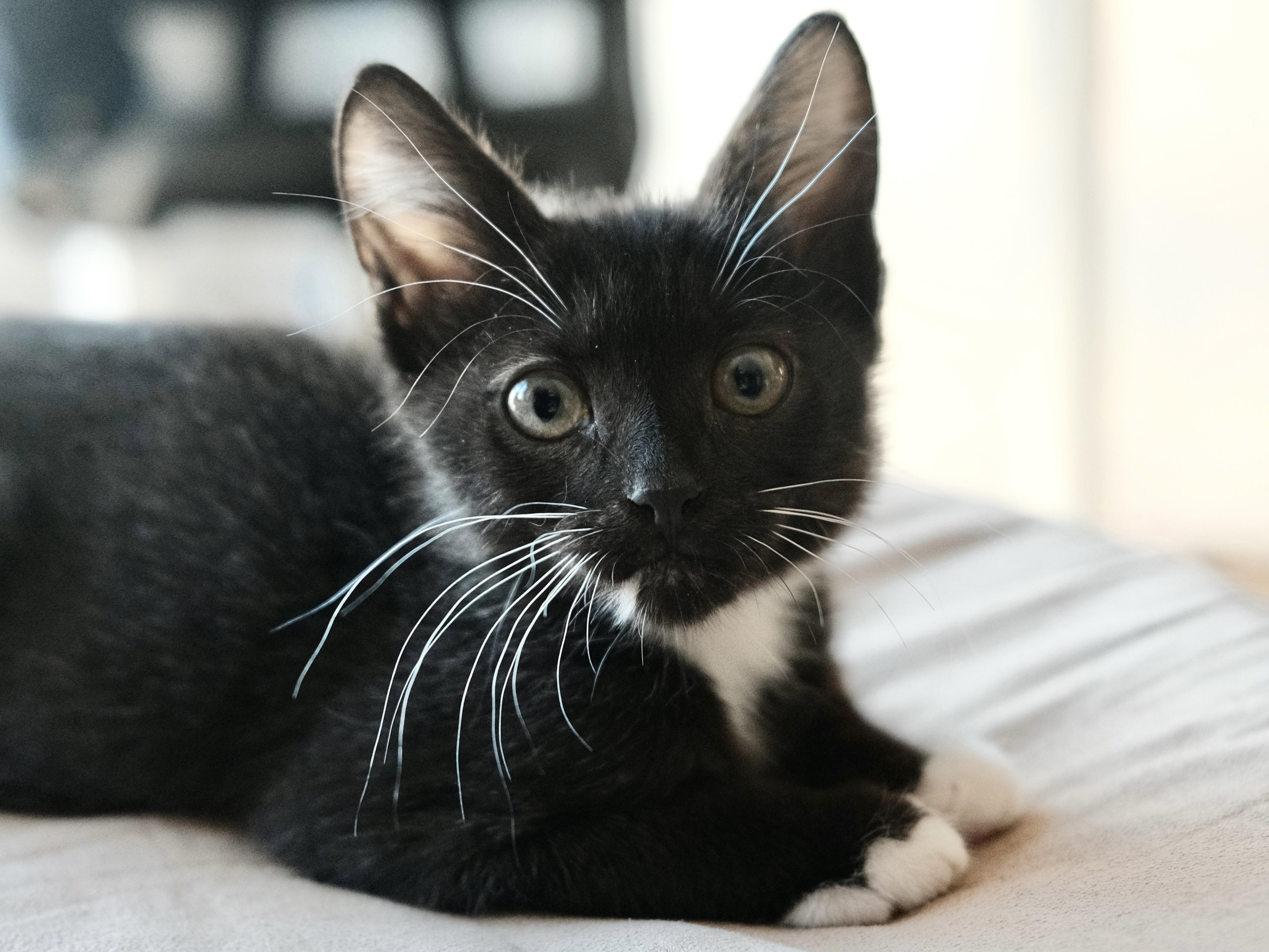 Paddy, Adoptable, Kitten Male Domestic Short Hair.