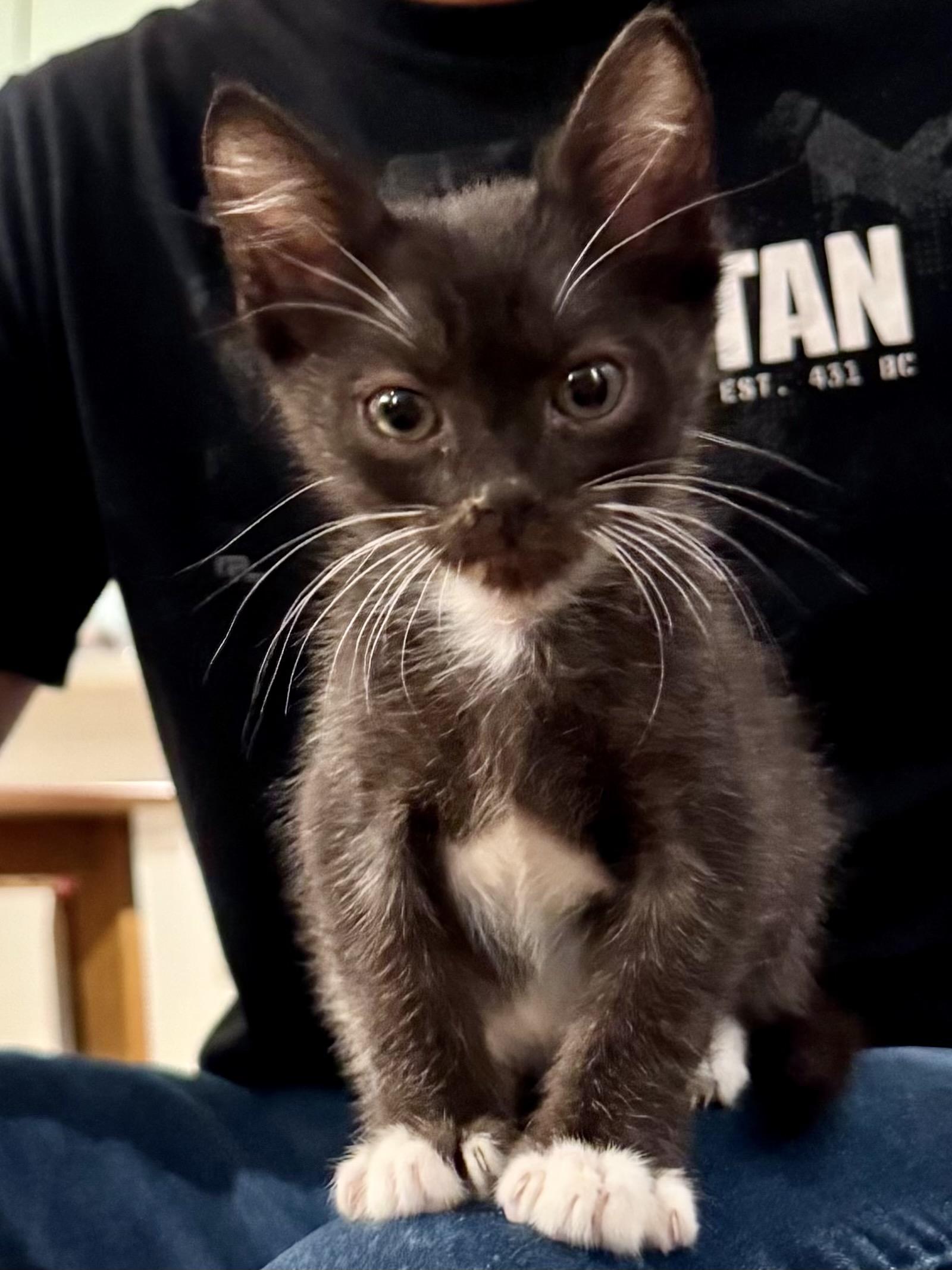 Enlarge Paddy, a Adoptable Domestic Short Hair in San Francisco, CA image 2/6
