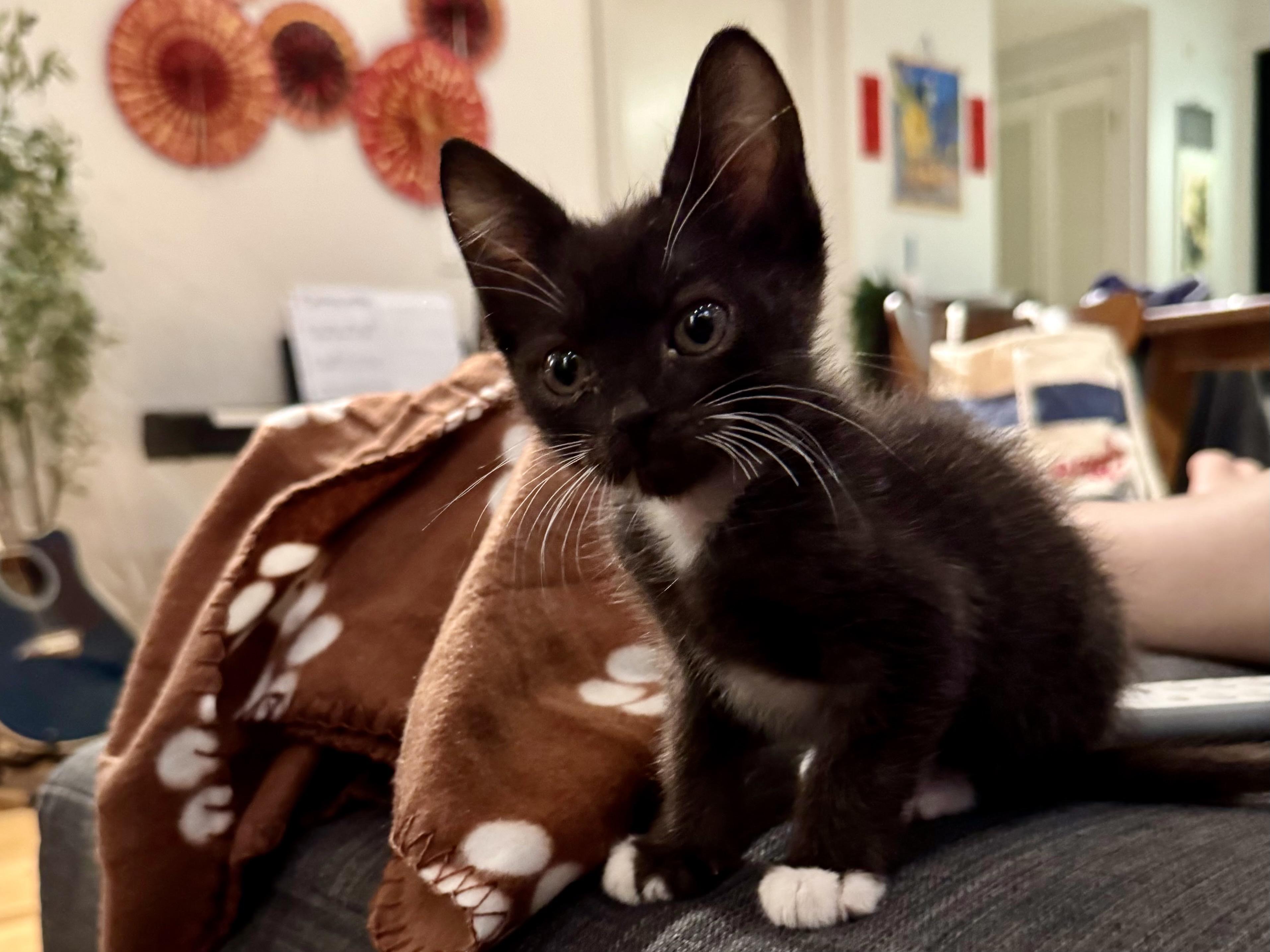 Enlarge Paddy, a Adoptable Domestic Short Hair in San Francisco, CA image 3/6