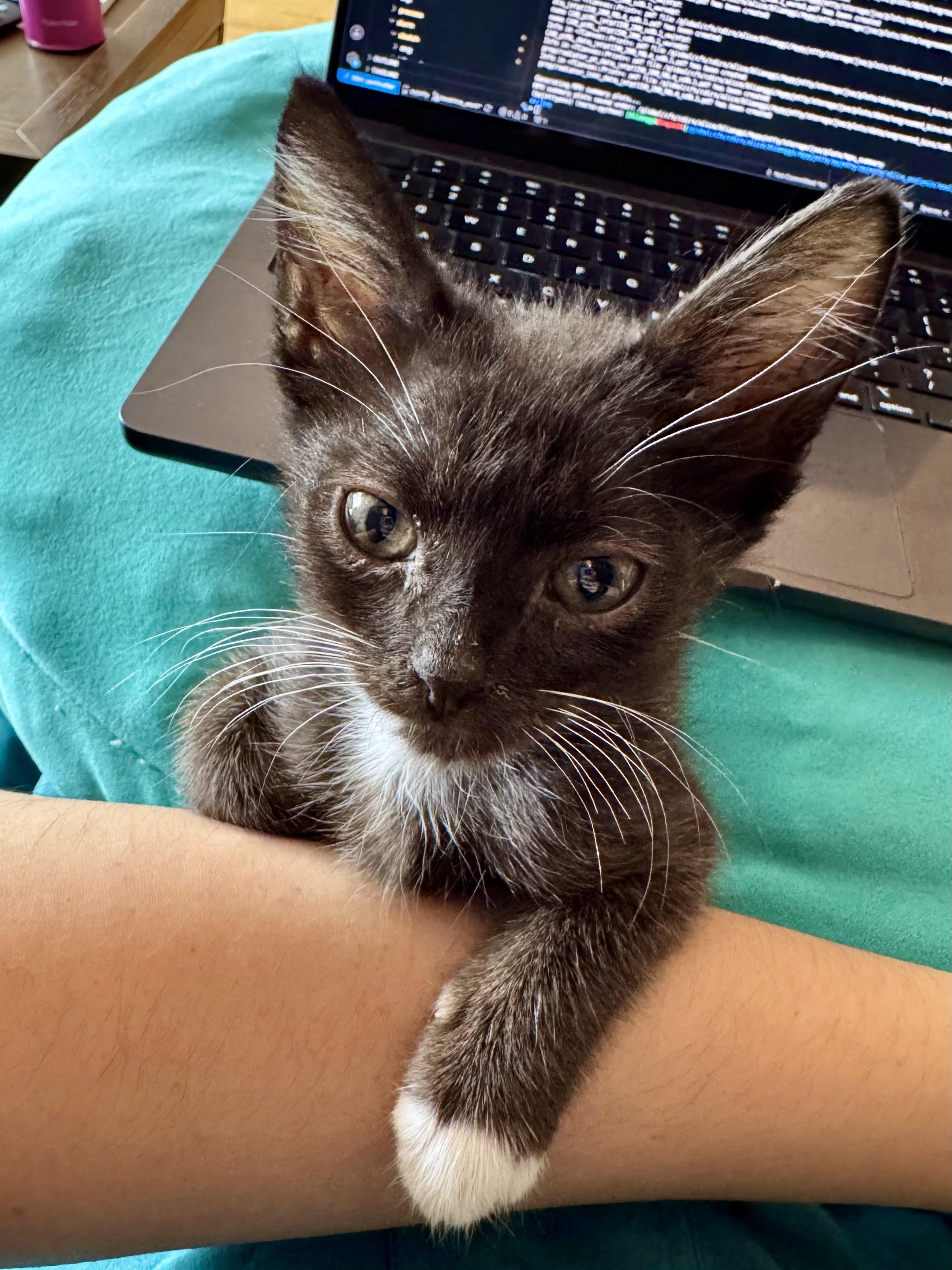 Enlarge Paddy, a Adoptable Domestic Short Hair in San Francisco, CA image 4/6