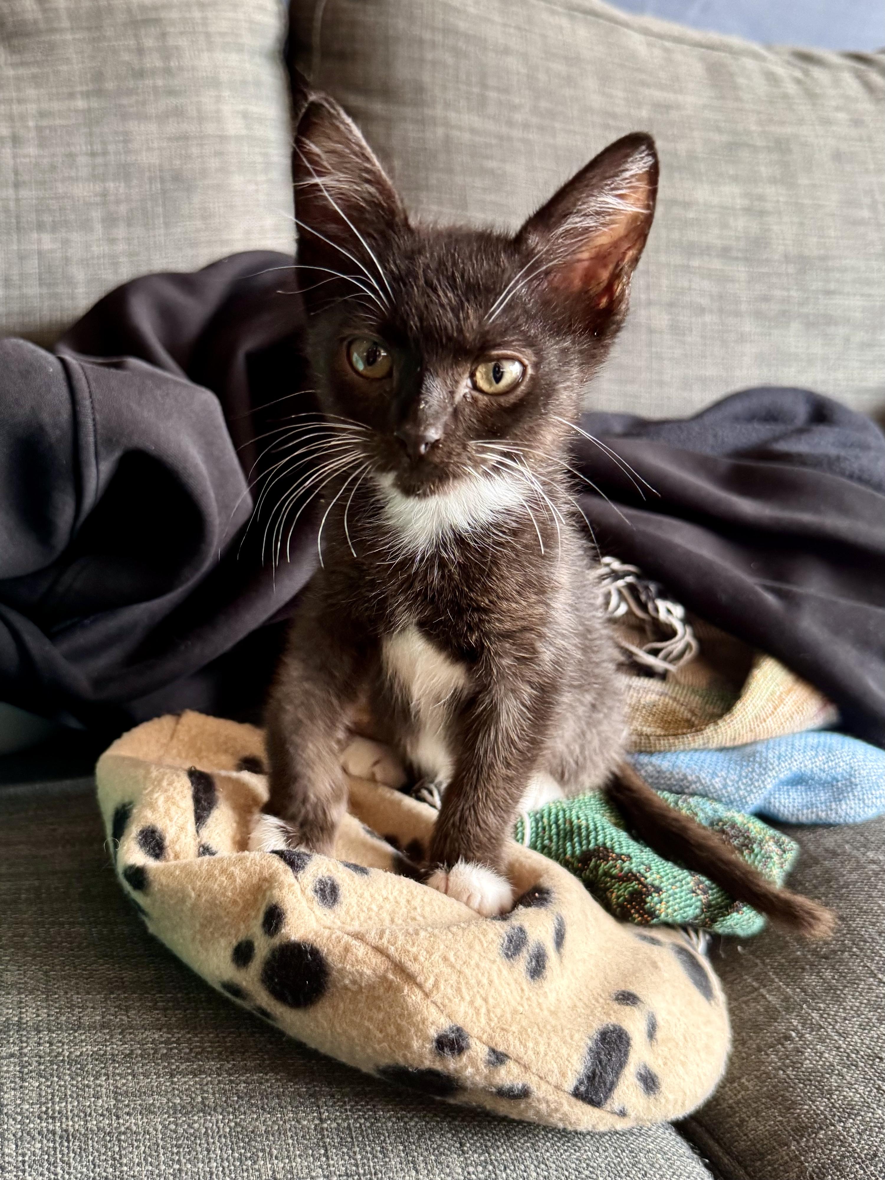 Enlarge Paddy, a Adoptable Domestic Short Hair in San Francisco, CA image 5/6