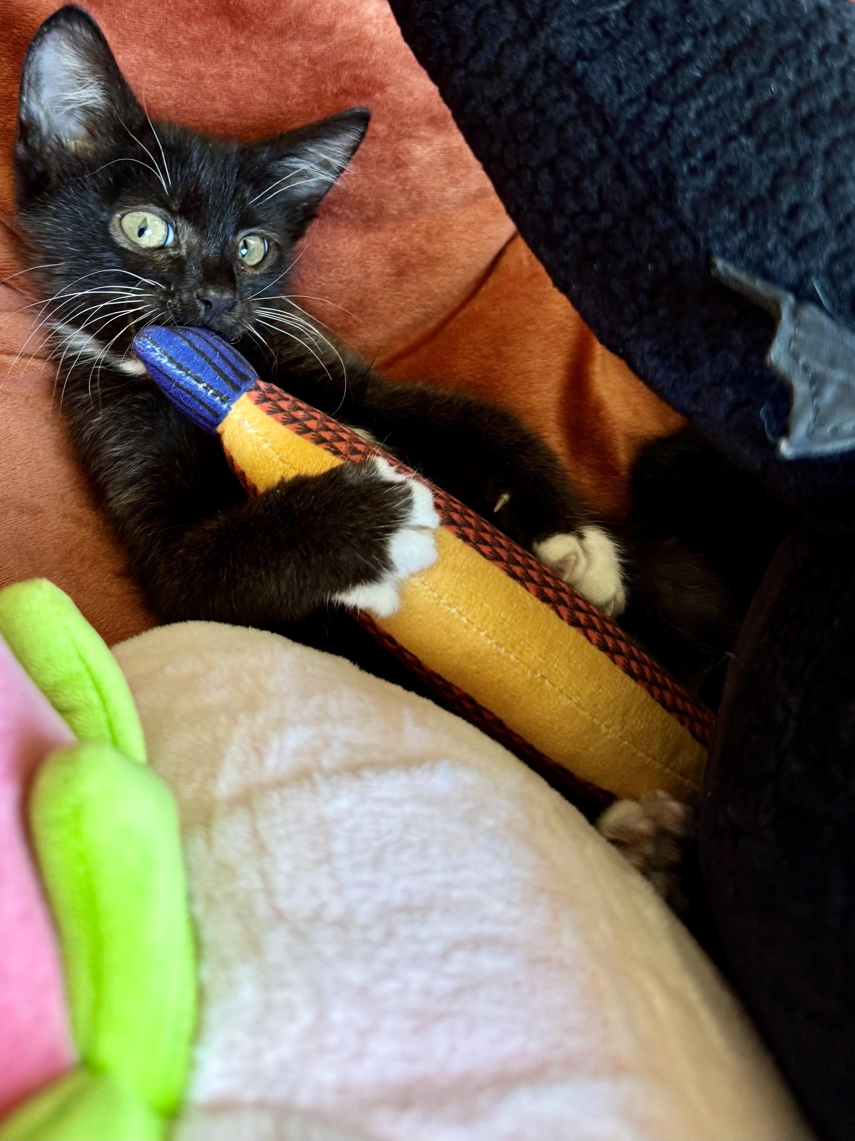Enlarge Paddy, a Adoptable Domestic Short Hair in San Francisco, CA image 6/6