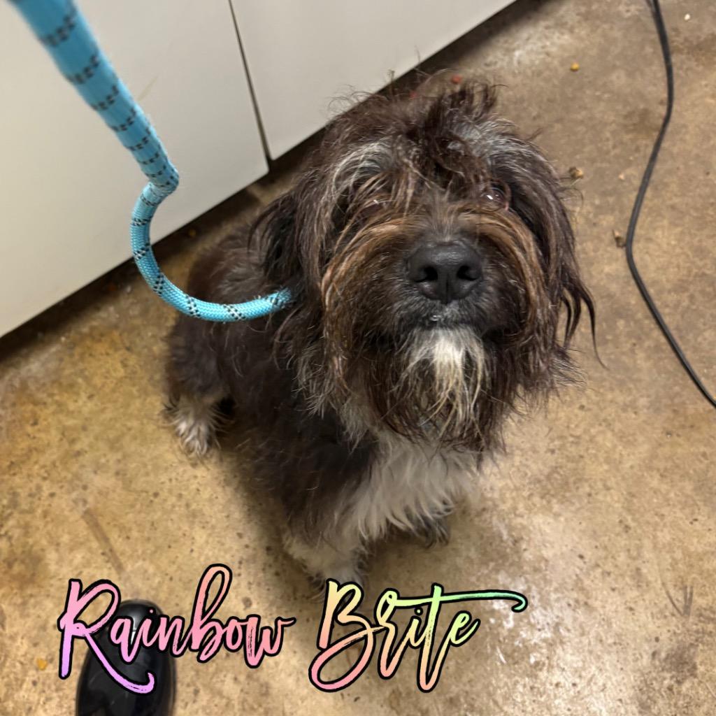 Enlarge Rainbow Brite, a Adoptable mixed breed in Hillsboro, OH image 1/1