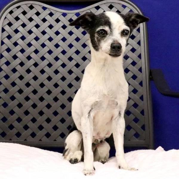 Phoebe, Adoptable, Senior Female Chihuahua.