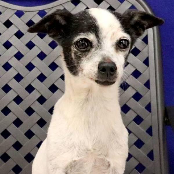 Enlarge Phoebe, a Adoptable mixed breed in Fort Davis, TX image 2/2