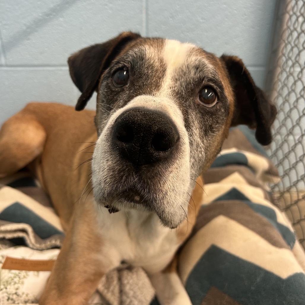 Enlarge Apollo, a Adoptable mixed breed in Emporia, KS image 2/6