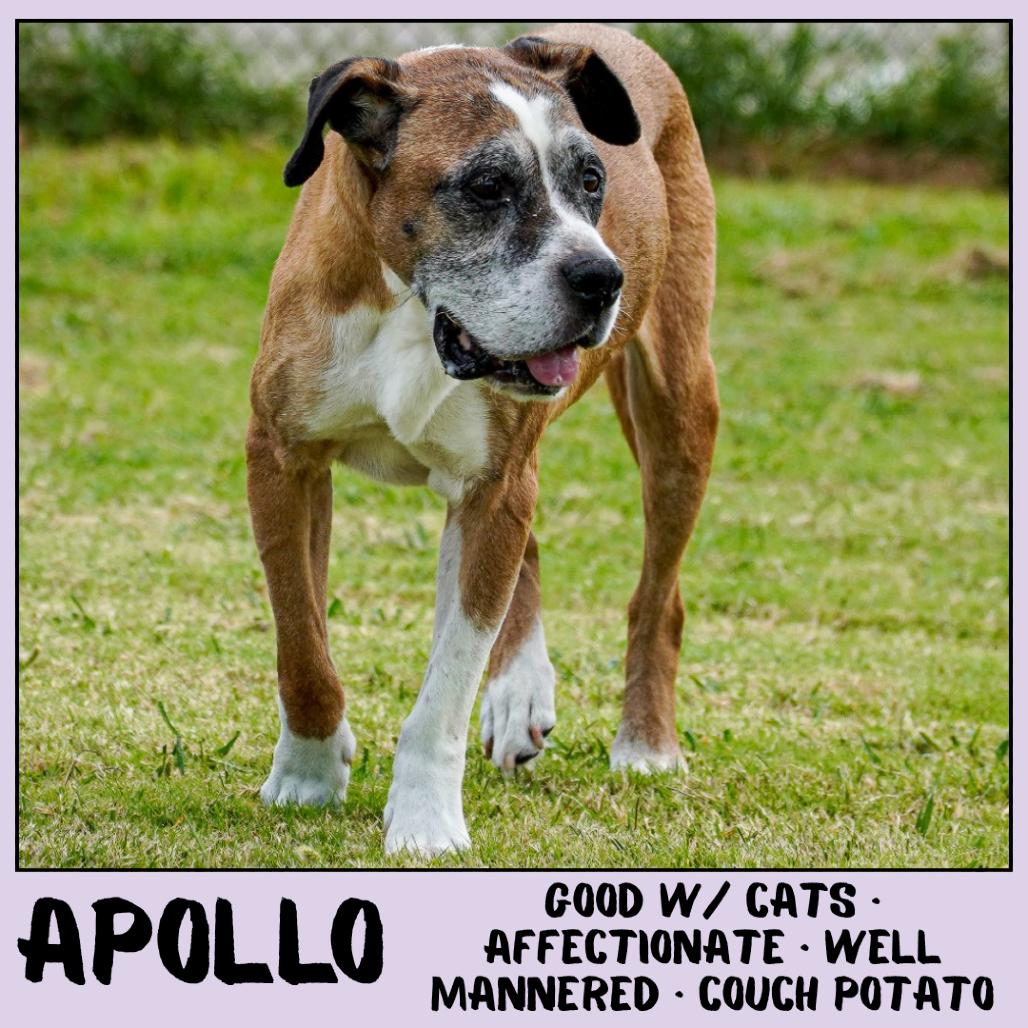 Enlarge Apollo, a Adoptable mixed breed in Emporia, KS image 3/6
