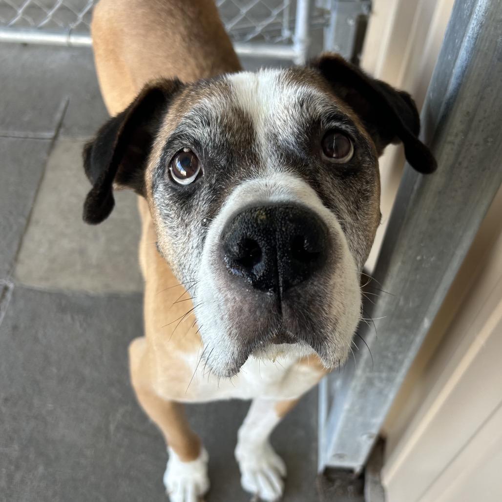 Enlarge Apollo, a Adoptable mixed breed in Emporia, KS image 4/6