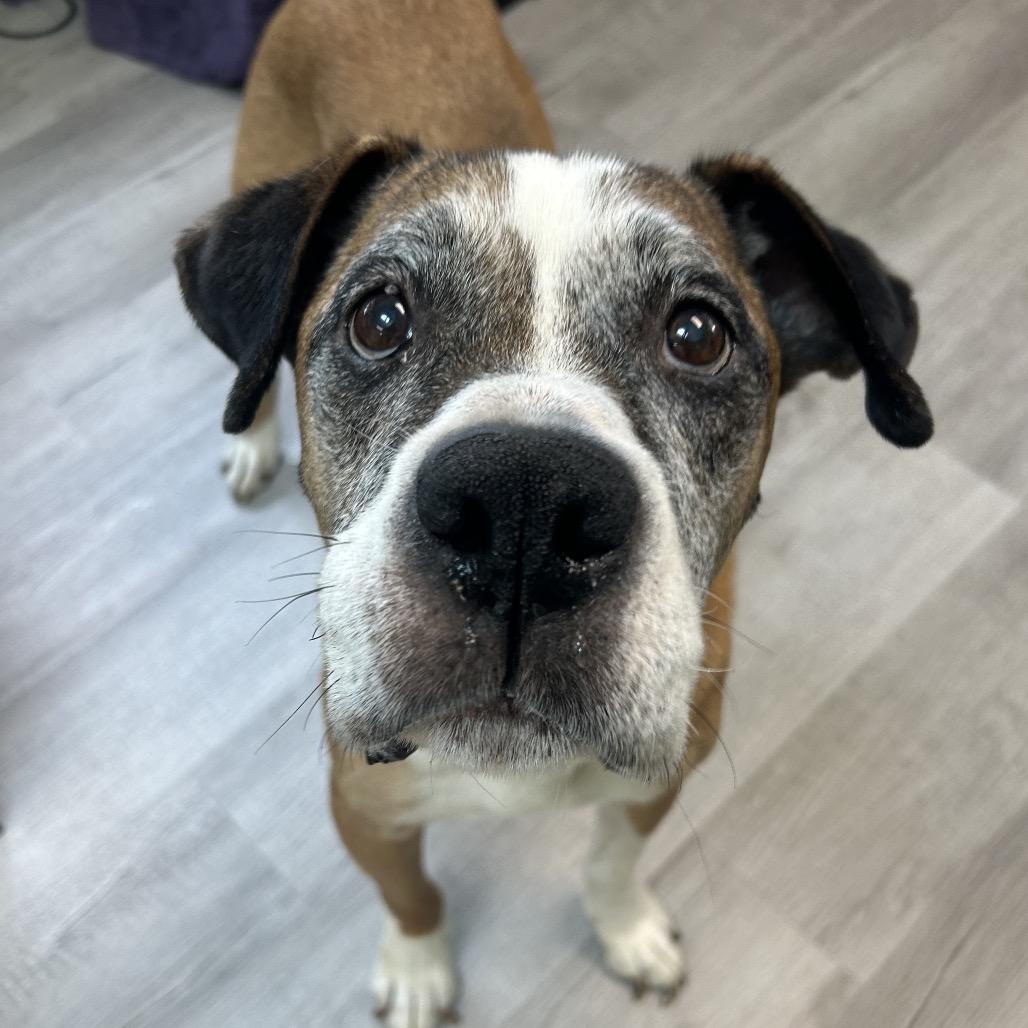 Enlarge Apollo, a Adoptable mixed breed in Emporia, KS image 5/6