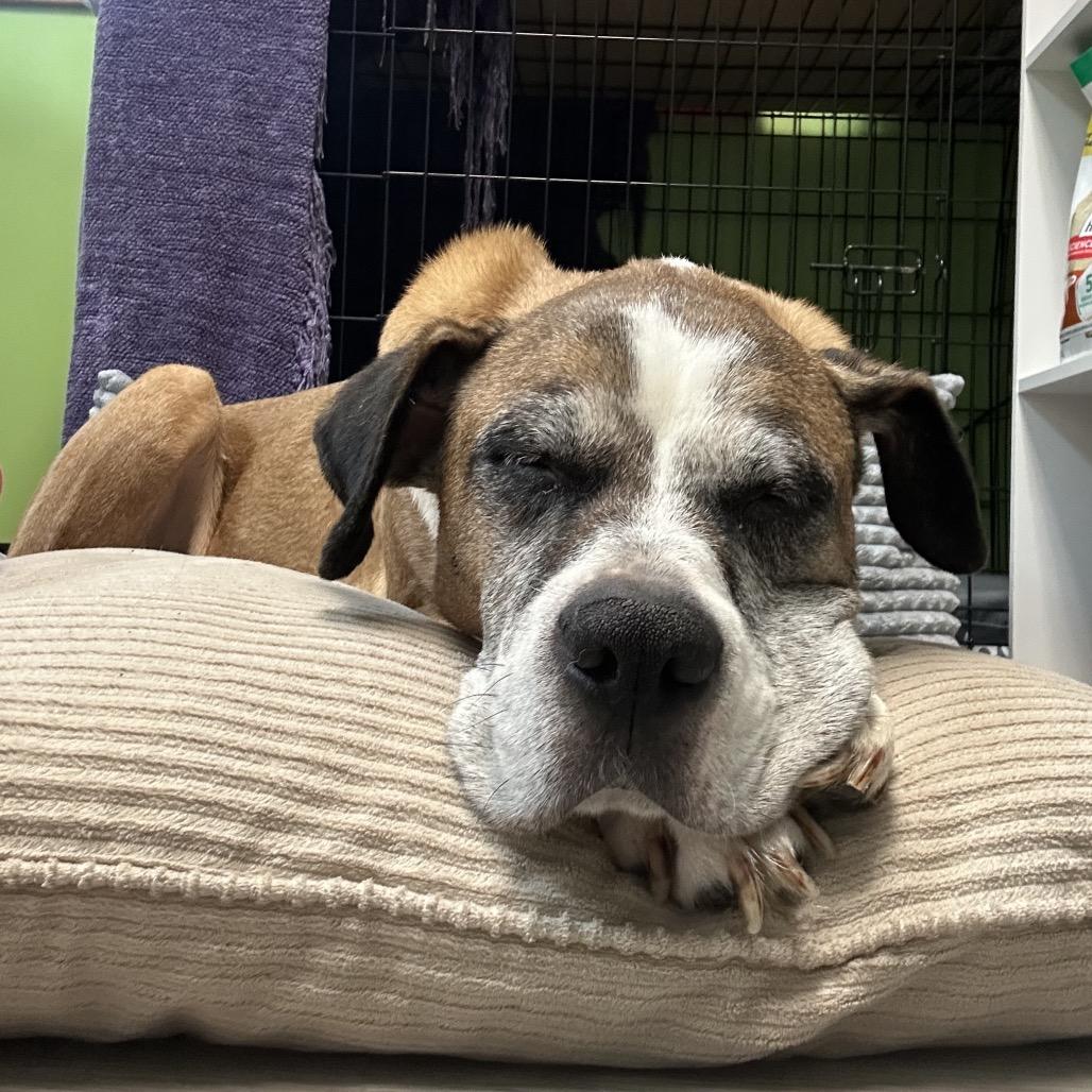 Enlarge Apollo, a Adoptable mixed breed in Emporia, KS image 6/6
