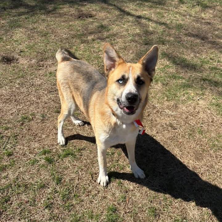 Petra, Adoptable, Adult Female Mixed Breed.