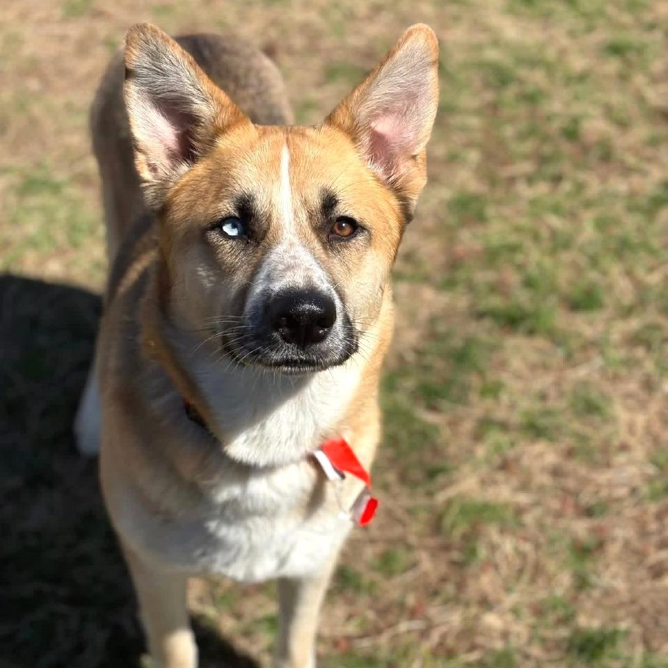 Petra, Adoptable, Adult Female Mixed Breed.