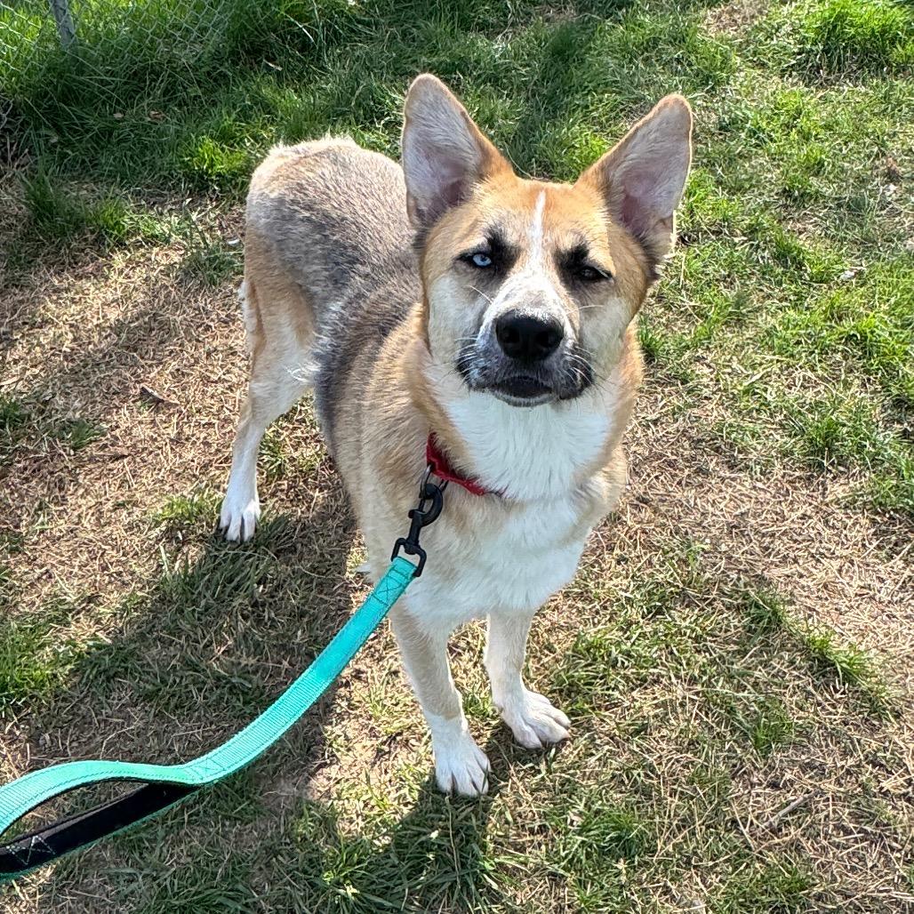 Petra, a Adoptable Mixed Breed in Fredericksburg, VA image 2/2