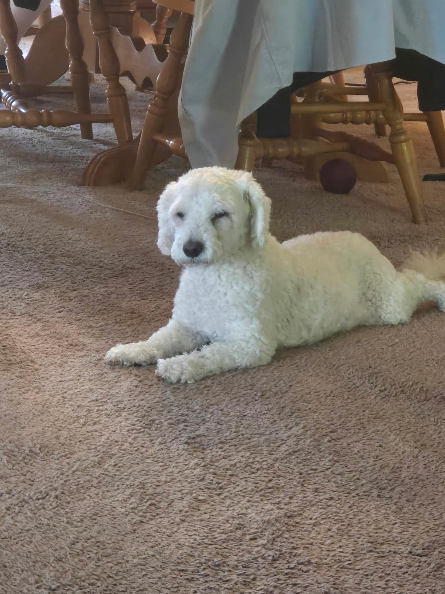 Enlarge PRECIOUS, a Adoptable Bichon Frise in Jackson, NJ image 1/2