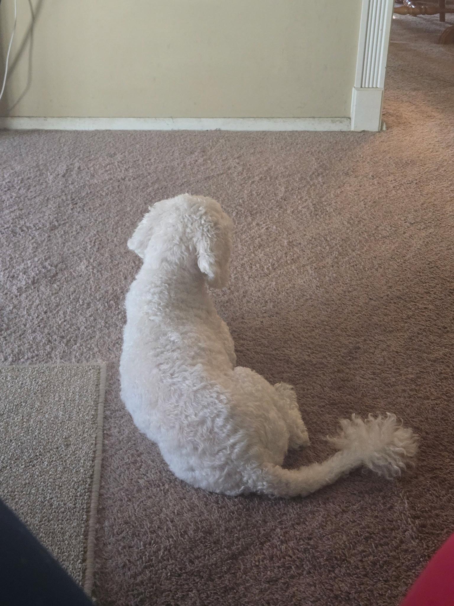 Enlarge PRECIOUS, a Adoptable Bichon Frise in Jackson, NJ image 2/2