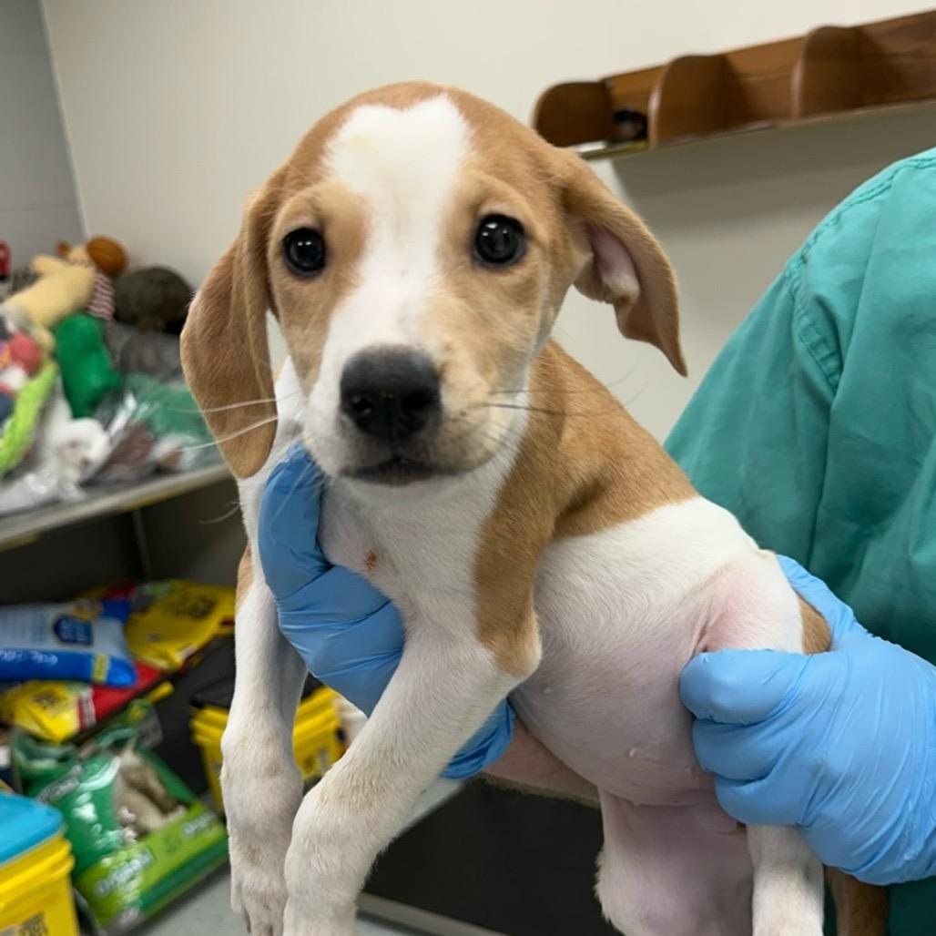 Buttercup (Raven), Adoptable, Young Female Mixed Breed.