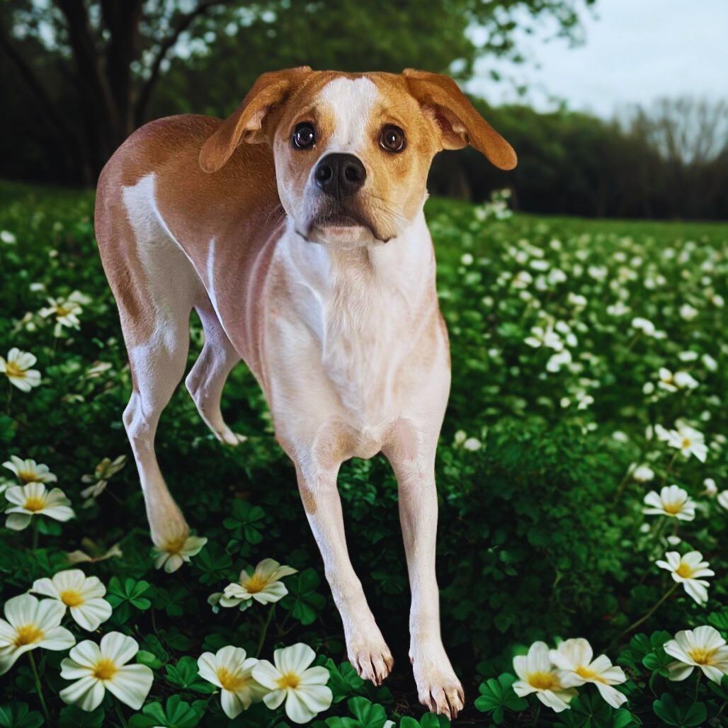 Enlarge Buttercup (Raven), a Adoptable mixed breed in Galax, VA image 2/3