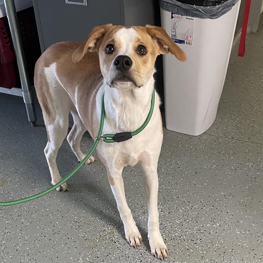 Enlarge Buttercup (Raven), a Adoptable mixed breed in Galax, VA image 3/3