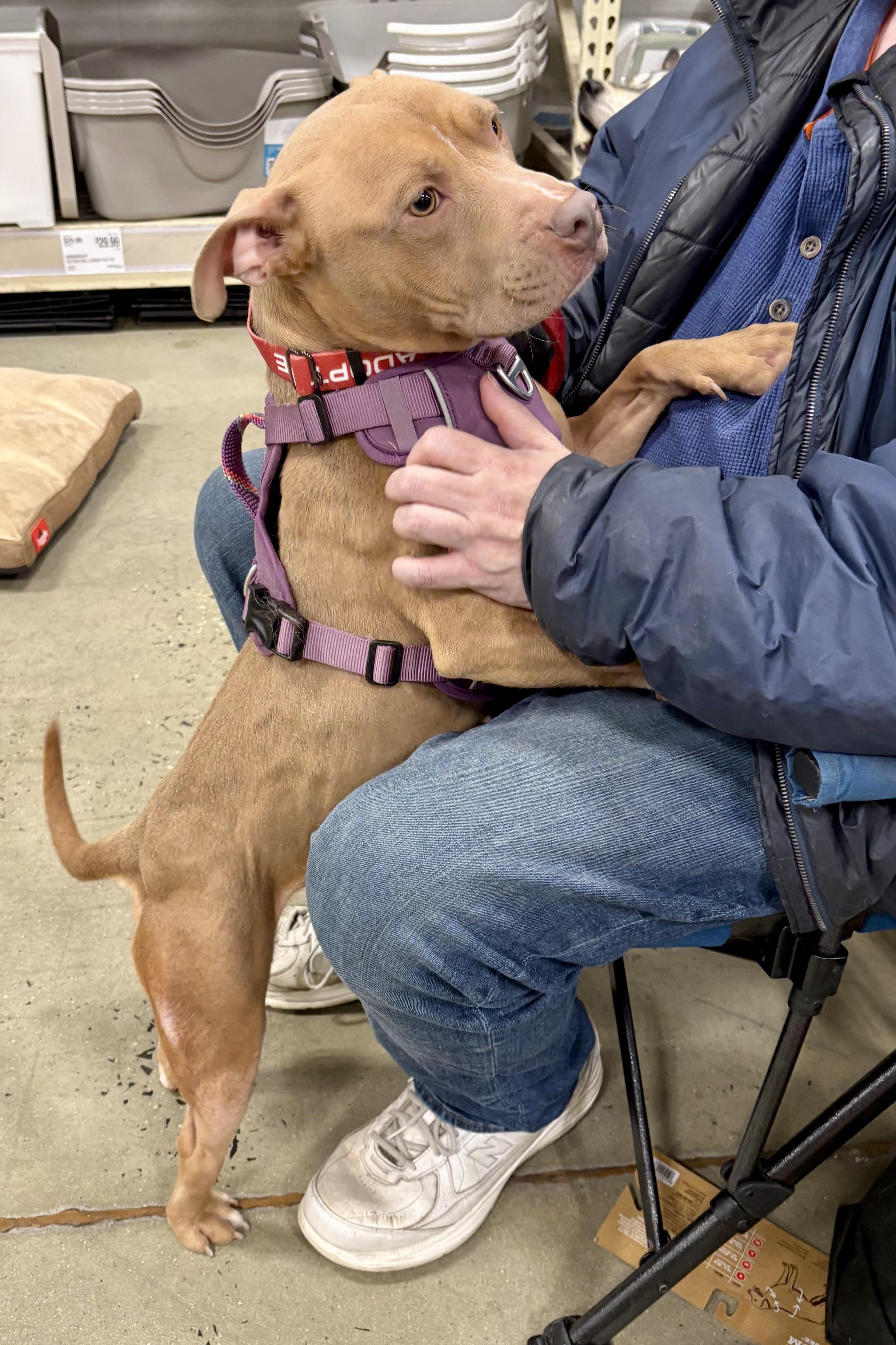 Enlarge Lorraine, a Adoptable mixed breed in Warren, NJ image 5/6