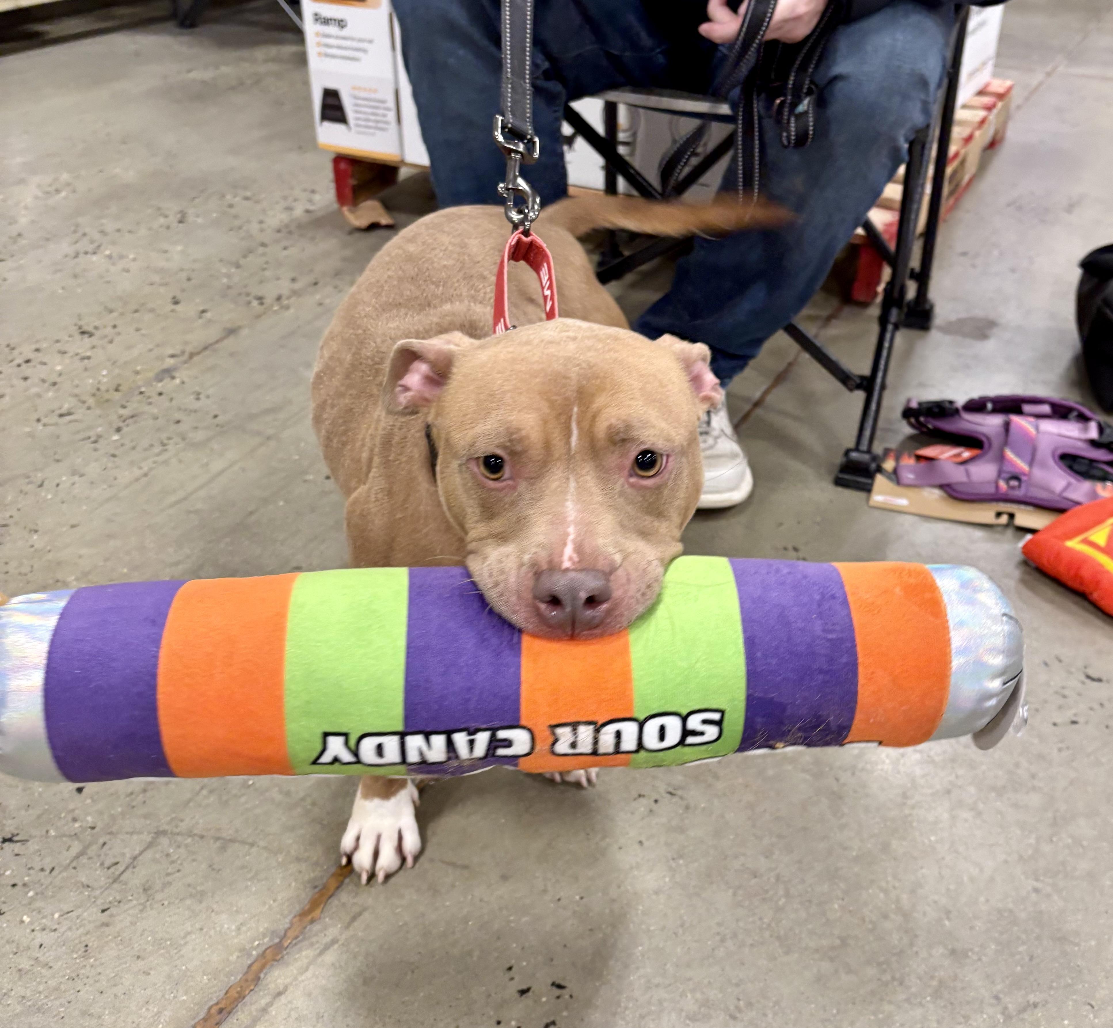 Enlarge Lorraine, a Adoptable mixed breed in Warren, NJ image 4/6