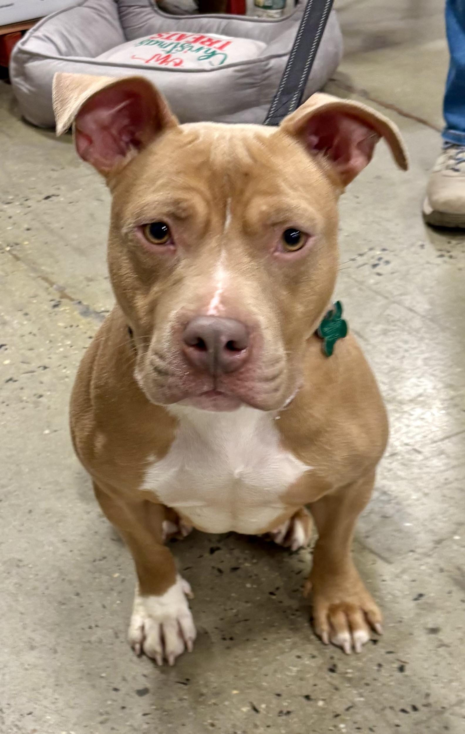 Lorraine, a Adoptable mixed breed in Warren, NJ image 2/5