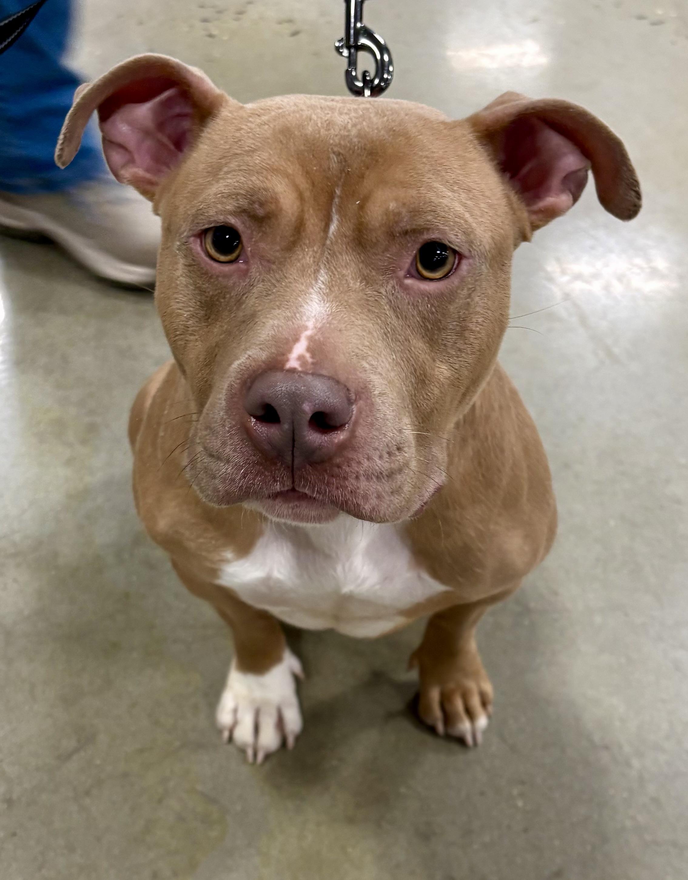 Lorraine, a Adoptable mixed breed in Warren, NJ image 3/5