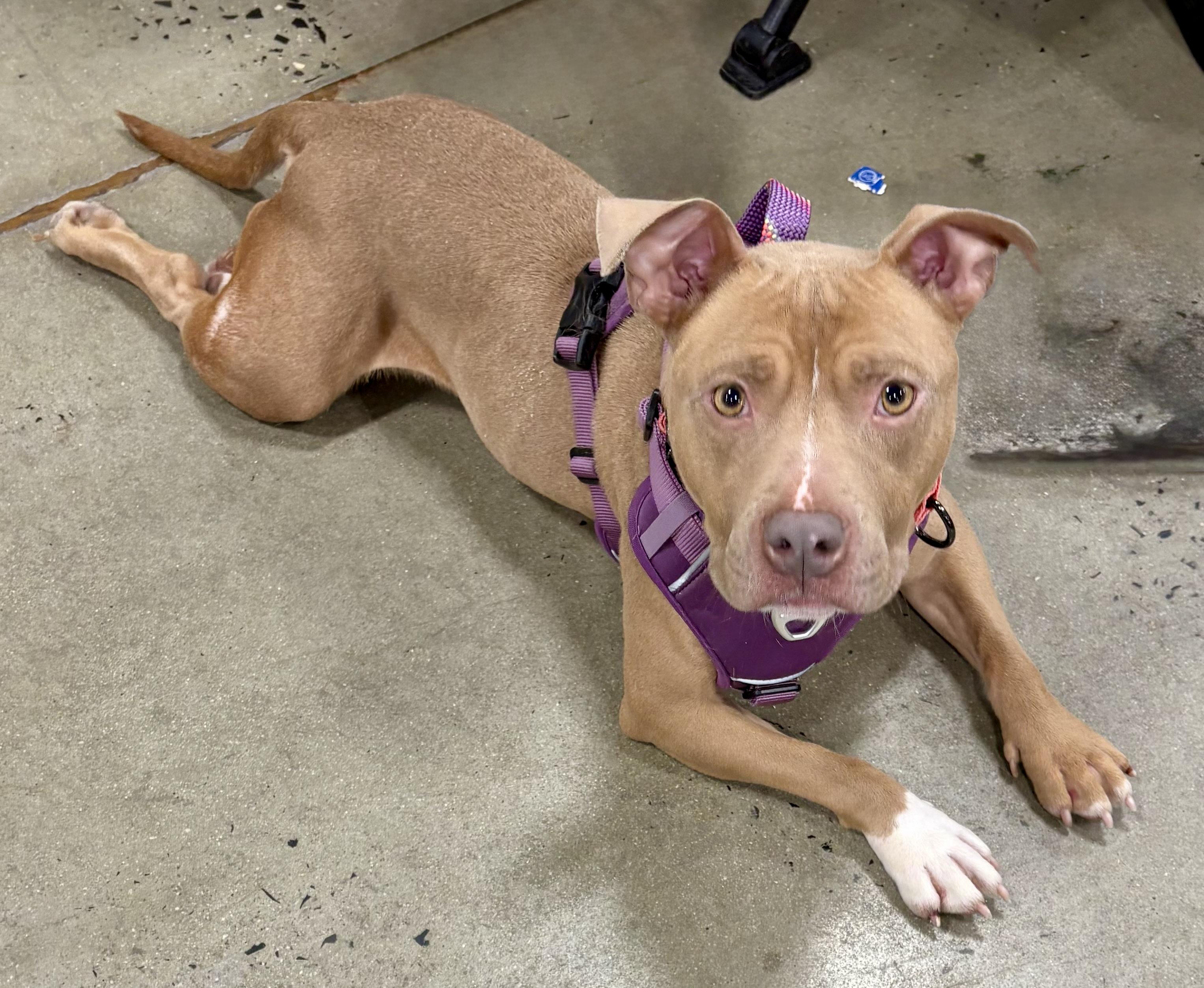 Enlarge Lorraine, a Adoptable mixed breed in Warren, NJ image 6/6