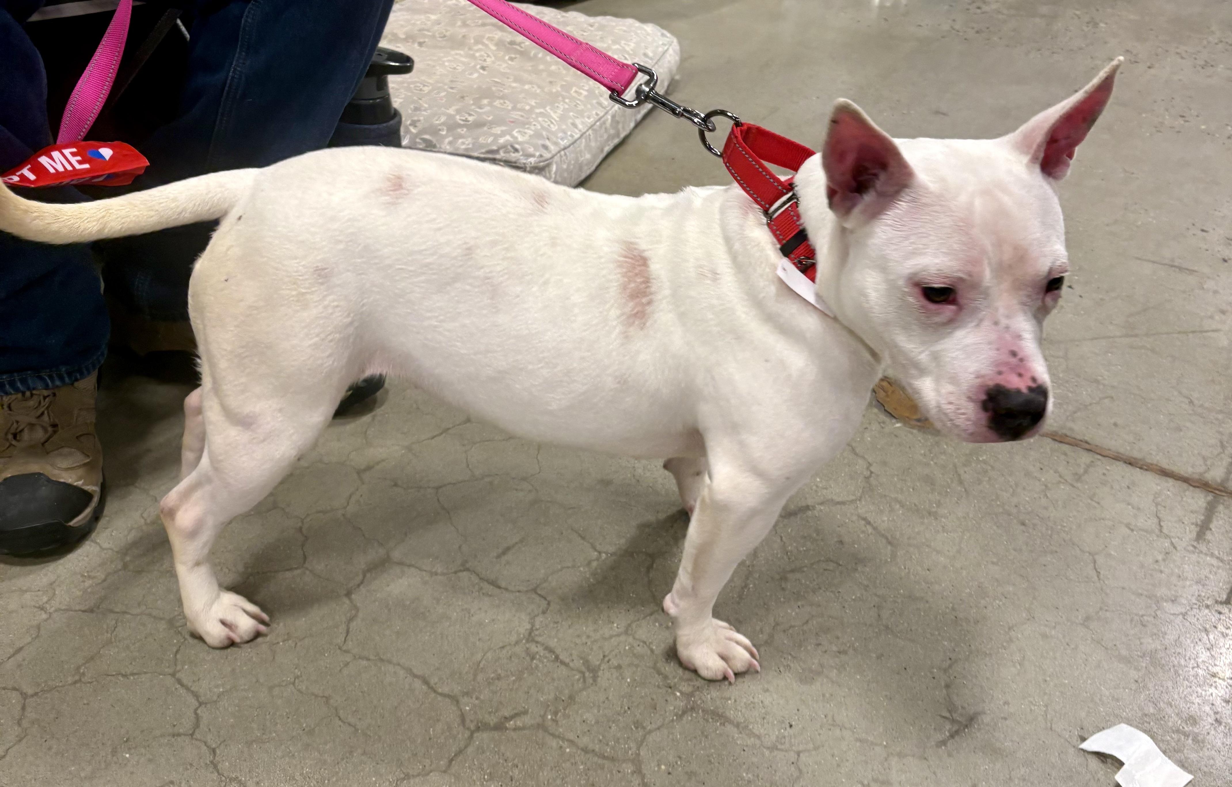 Lorraine, a Adoptable mixed breed in Warren, NJ image 4/5