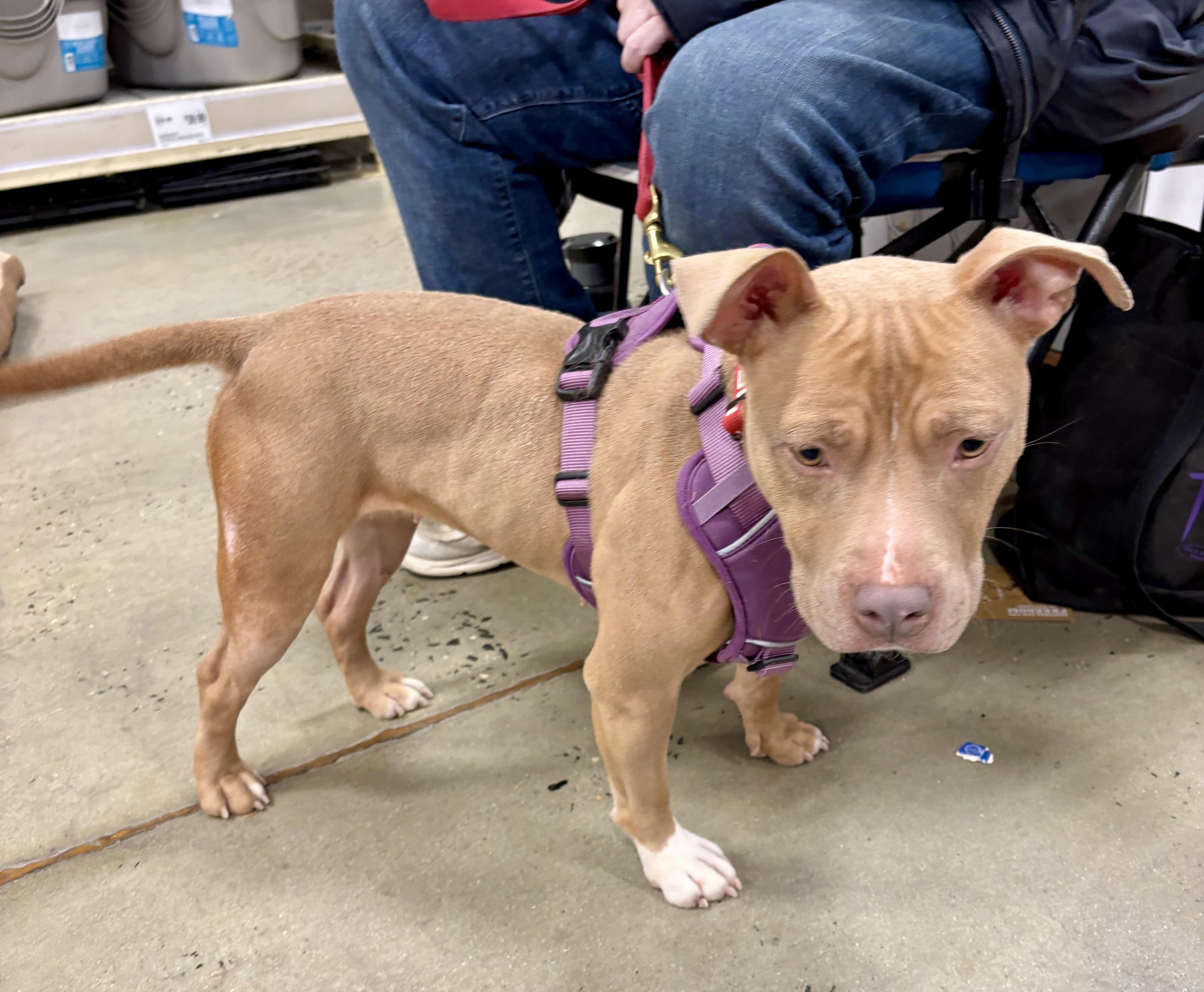 Lorraine, Adoptable, Young Female Terrier & Terrier.